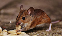 24 Hour & Emergency Exterminators in Tujunga, CA
